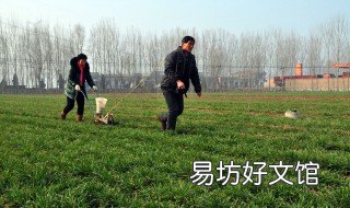 种小麦怎么施肥 种小麦怎么施肥的