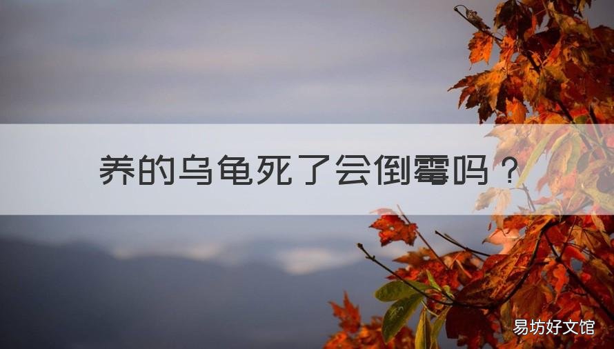 养的乌龟死了会倒霉吗 养乌龟为什么会死