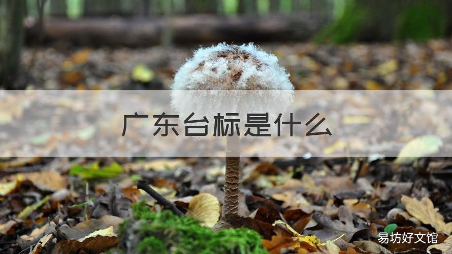 广东台标是什么 珠江台台标