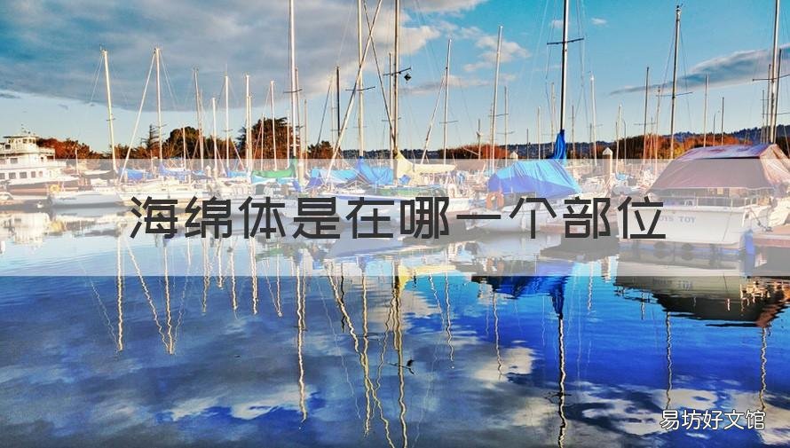 海绵体是在哪一个部位 海绵体是指什么地方
