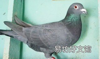 什么鸽子引天落 自家鸽子怎样引天落