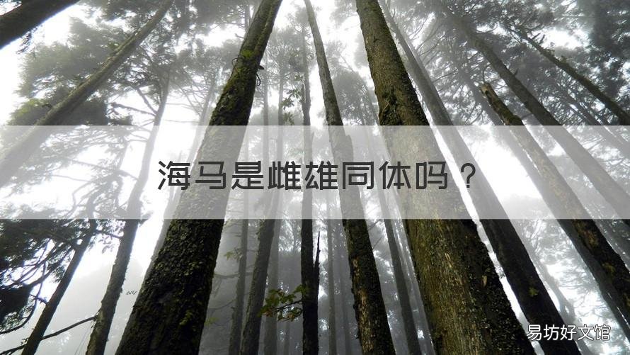 海马是雌雄同体吗