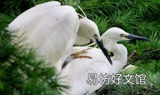 白鹭的长喙一般长多少宽多少 白鹭的长喙一般有多长?