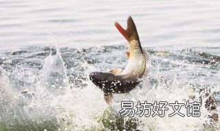 南方冬天钓鲫鱼方法 南方冬天钓鲫鱼方法和技巧