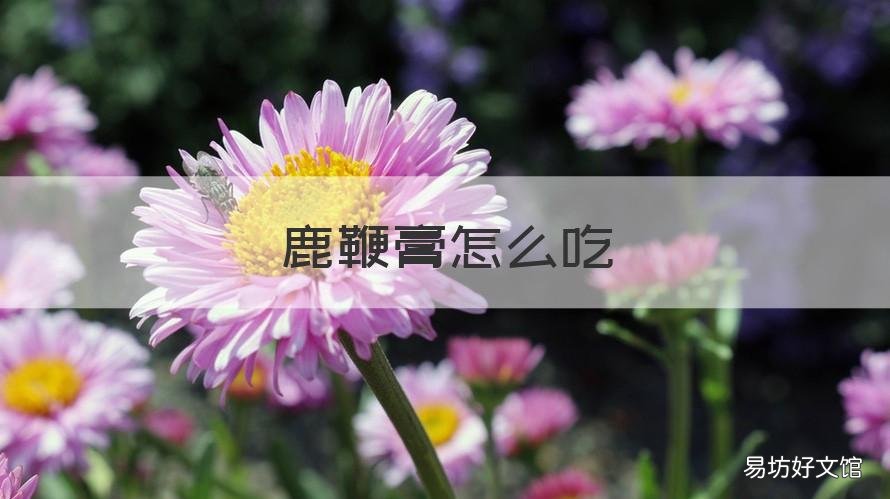 鹿鞭膏怎么吃 鹿鞭膏怎么吃法好