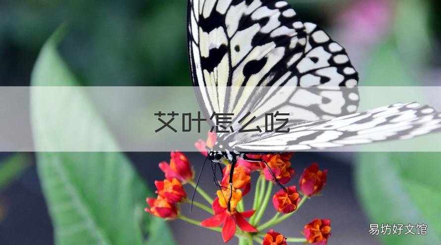 艾叶怎么吃 艾叶怎么吃最好吃