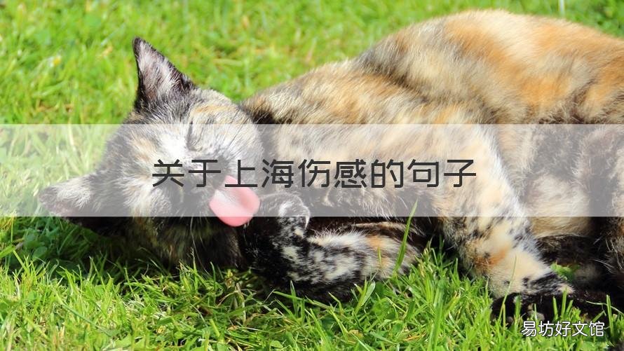 关于上海伤感的句子 关于上海的唯美句子