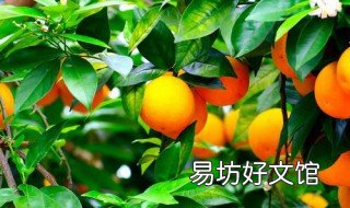 橙子的种植技术 橙子的种植技术与管理