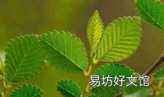 11月可以移栽榆树吗 11月可以移栽榆树吗北方