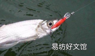 11月翘嘴鱼好钓吗 十月份钓翘嘴好钓吗