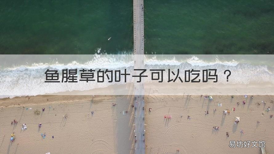 鱼腥草的叶子可以吃吗 鱼腥草的叶子可以吃吗图片