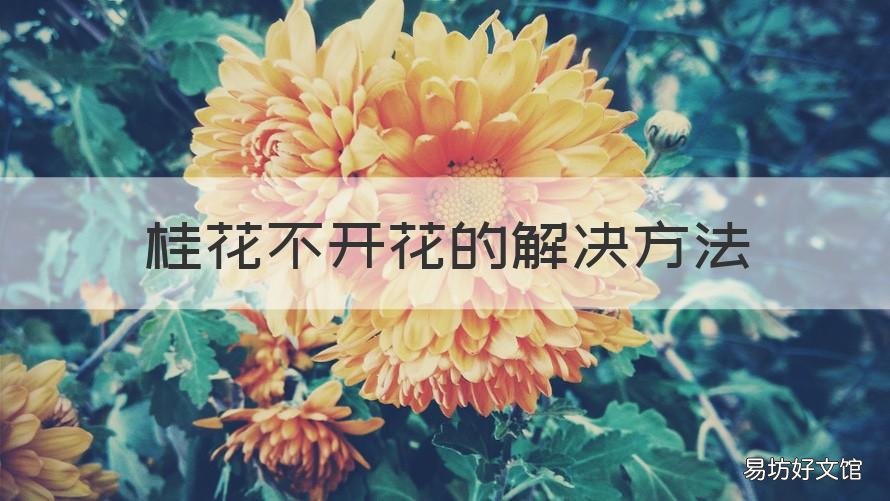 桂花不开花的解决方法 桂花一直不开花怎么办