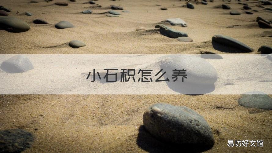 小石积怎么养 小石积的养根的方法