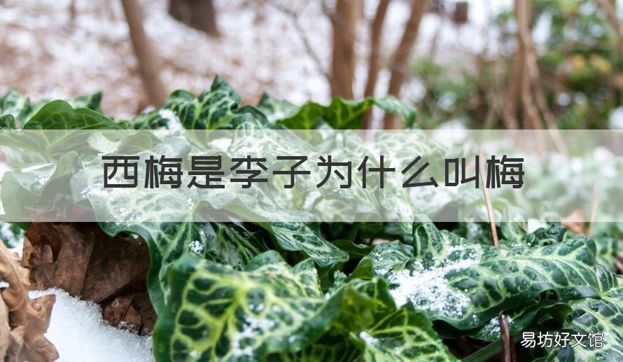 西梅是李子为什么叫梅 李子就是西梅吗