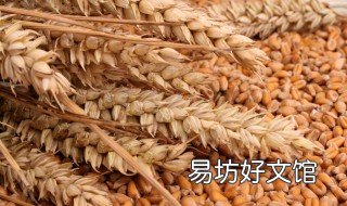 农村小麦怎么储存 如何存放小麦