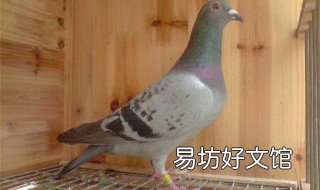 白天抓鸽子最好的方法 白天抓鸽子最好的方法视频