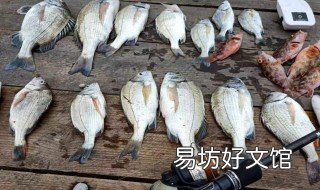 山东黑鲷钓法 钓黑鲷钓组