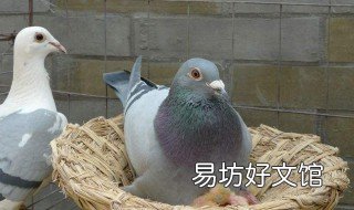 鸽子吃什么粮食 鸽子吃什么粮食不会拉稀便