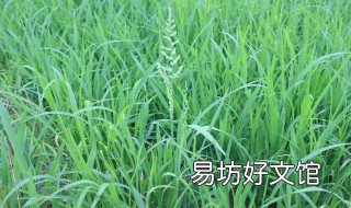 除杂草的方法 杂草除草方法