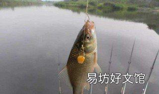 钓鲫鱼用伊豆几号钩 钓鲫鱼用几号伊豆鱼钩