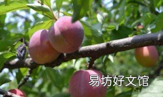 桃子种子怎么发芽 桃子种子怎么发芽生长条件是