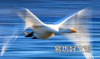 慢门拍天鹅技巧 拍摄天鹅慢门获奖照片