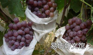 葡萄如何套袋 葡萄如何套袋图解