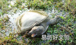 怎样钓野生甲鱼 钓野生甲鱼的最佳位置