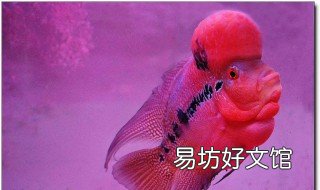 养红龙鱼禁忌 养红龙鱼有什么讲究吗