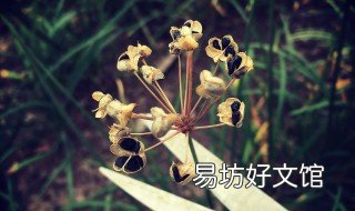 韭菜子泡酒妙方 韭菜子泡酒的制作方法