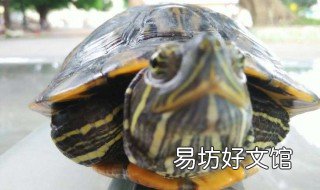怎么制作龟饲料 怎样制作乌龟饲料