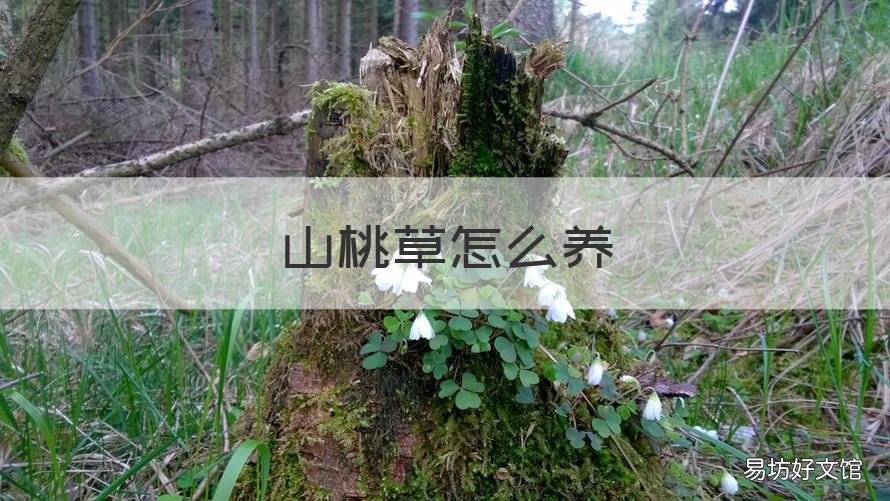 山桃草怎么养 山桃草养殖方法