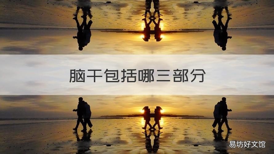 脑干包括哪三部分 脑干包括哪三部分丘脑