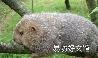 竹鼠养殖经验 竹鼠怎么样养殖过程