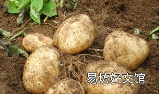 马铃薯怎么种 马铃薯种植技术与管理
