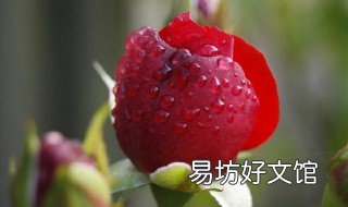 玫瑰的种植技术 玫瑰的种植技术和方法
