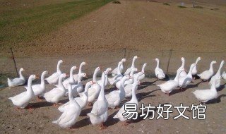 鹅怎么繁殖 鹅的繁殖技术