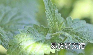 猫薄荷的种植方法 猫薄荷的种植方法和注意事项