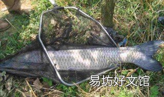 专攻青鱼饵料配方 青鱼的饲料配方