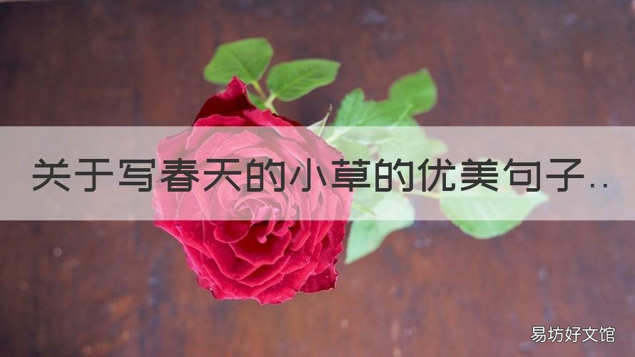 关于写春天的小草的优美句子 春天描写小草的句子