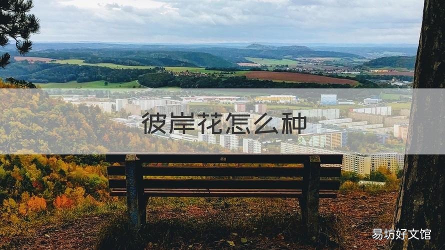 彼岸花怎么种 彼岸花怎么种才能年年开花