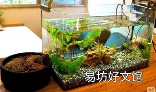 养鱼十大禁忌 养观赏鱼有什么禁忌
