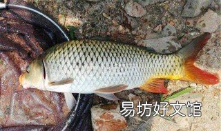 11月如何钓大鲤鱼 11月份钓鲤鱼怎么钓