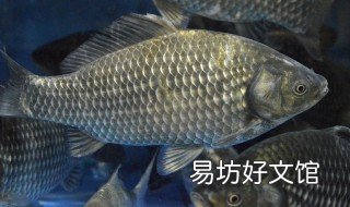 深秋夜钓鲫鱼技巧 深秋夜钓鲫鱼技巧图解