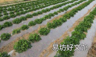 大棚蔬菜用白地膜好还是黑地膜好 大棚用黑地膜和白地膜的区别