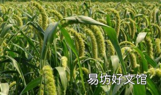 什么叫转基因粮食 什么叫转基因粮食食品