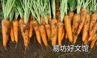 胡萝卜种植与管理