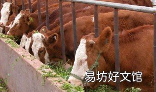 养牛最忌讳什么地方 养牛最忌讳什么地方的风水