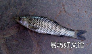 麦穗鱼最大多大 麦穗鱼长不大吗