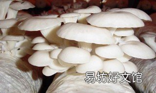 玉米芯自制蘑菇菌包 玉米心制作蘑菇菌包
